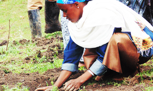 SHG woman on planting tree activity